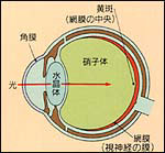 断面